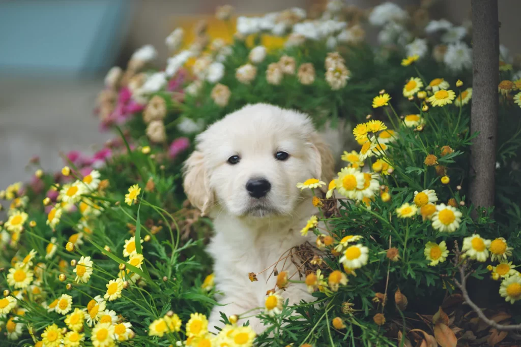 canine assistance
