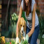 canine assistance