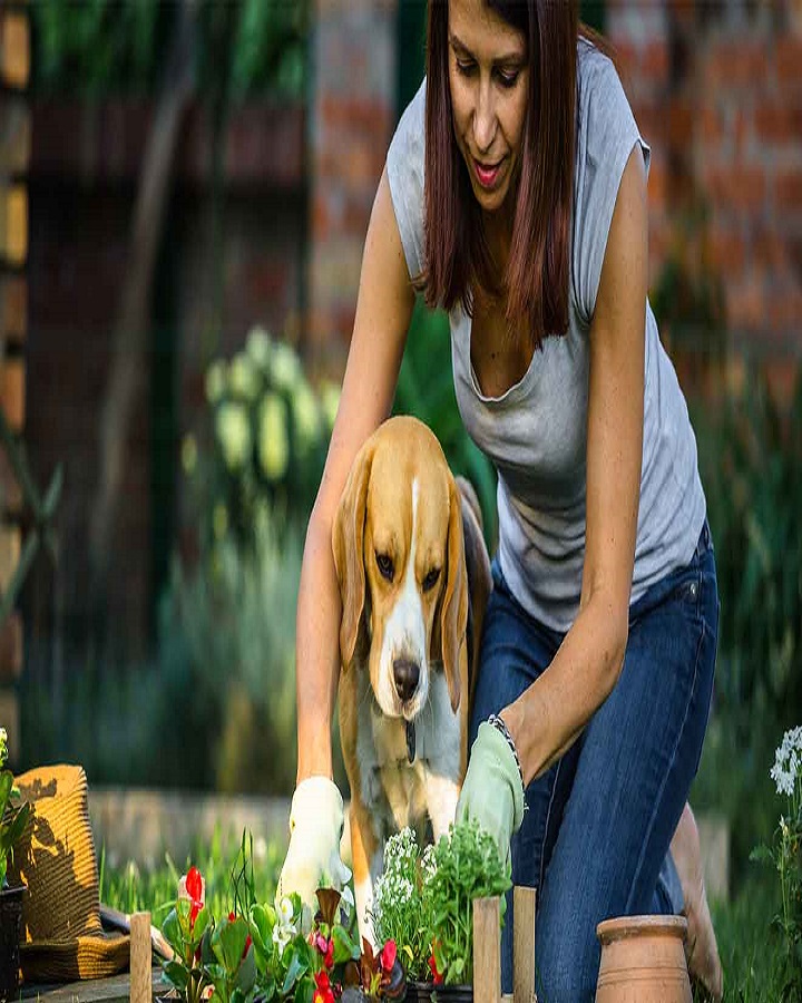 canine assistance