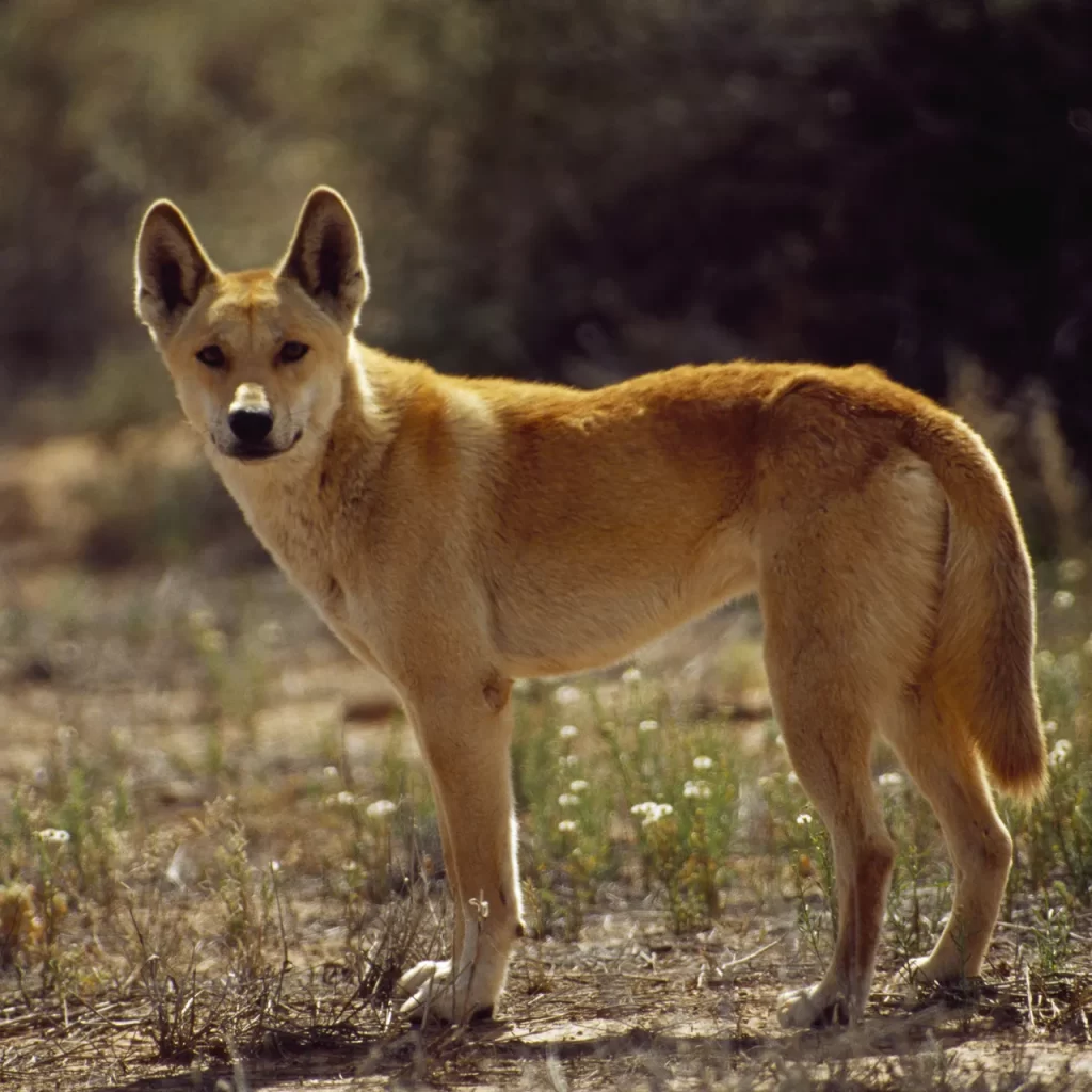 The Dingo