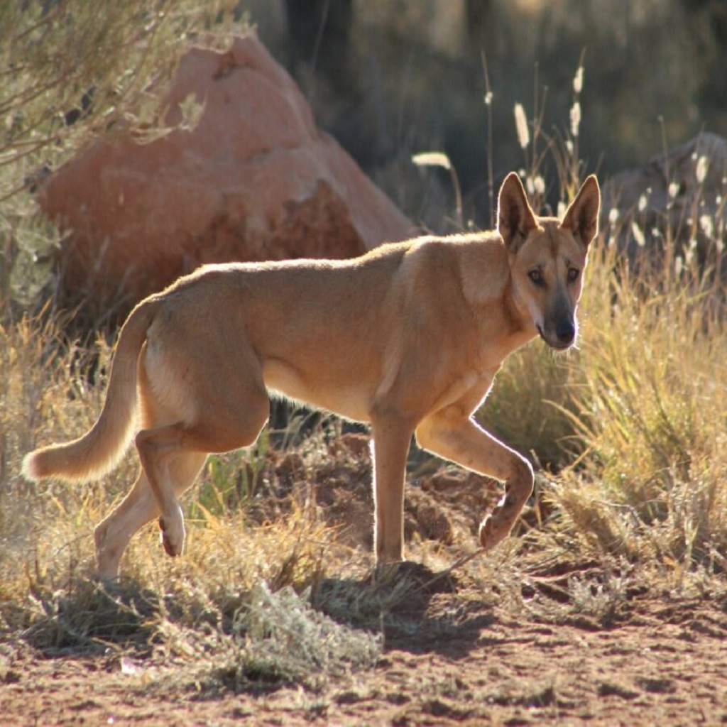 The Dingo