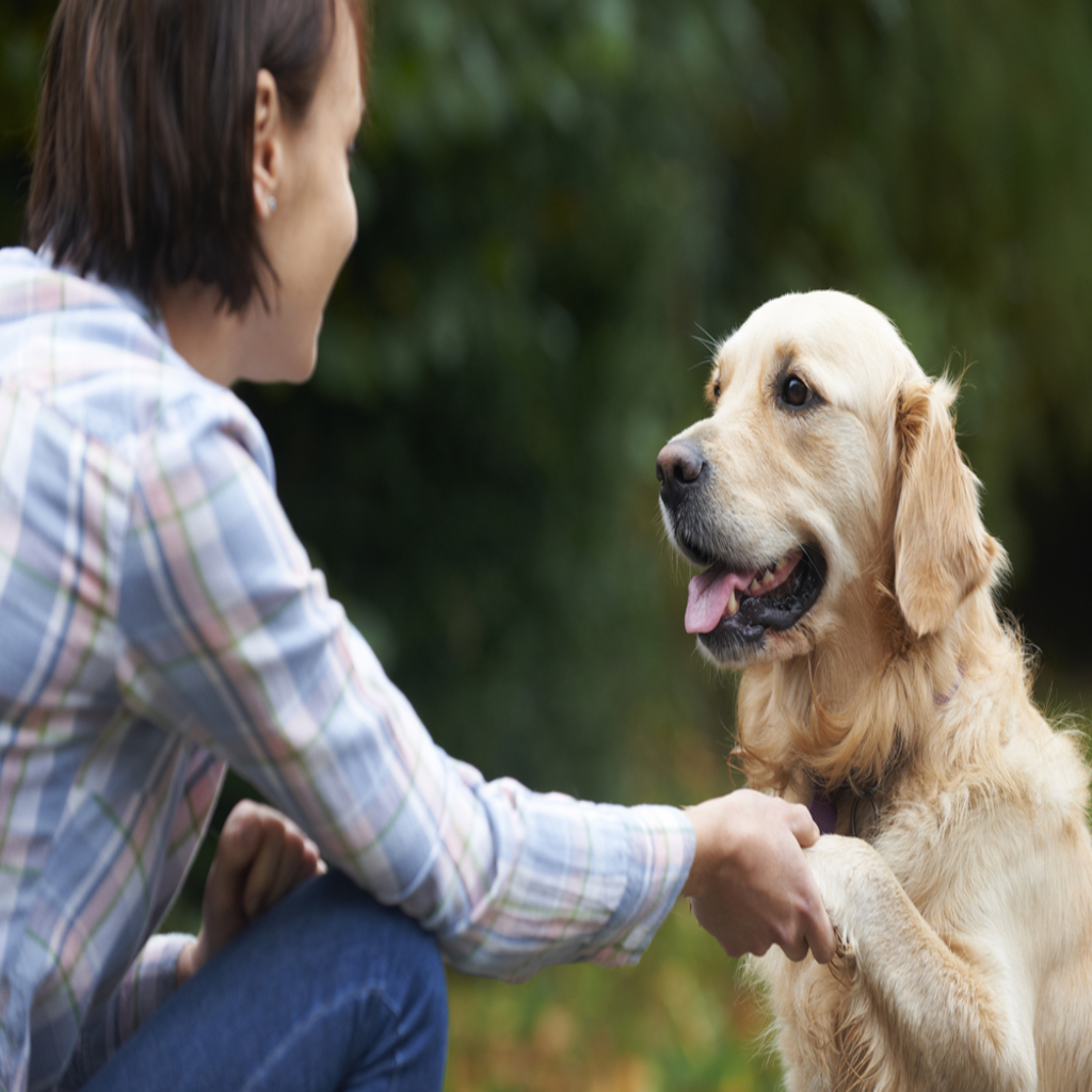 Canine Communications