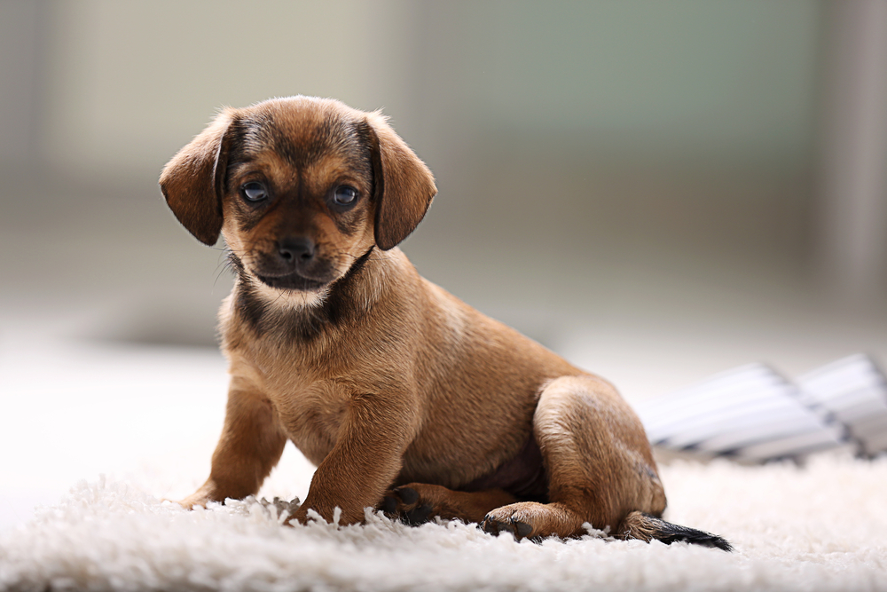 Housetraining Your Dog