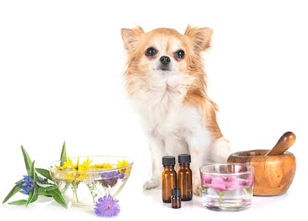 Homeopathic Medicine For Dogs