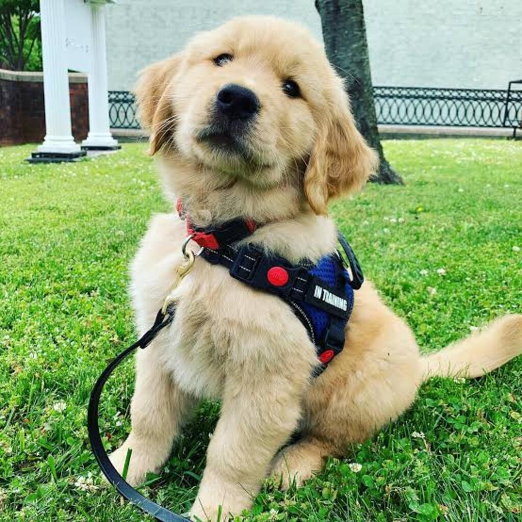 Service dogs begin as foster puppies