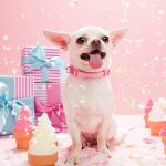 The Gift Of The Pre Owned Dog: A Perfect Guide images_92_1024x1024 (1)