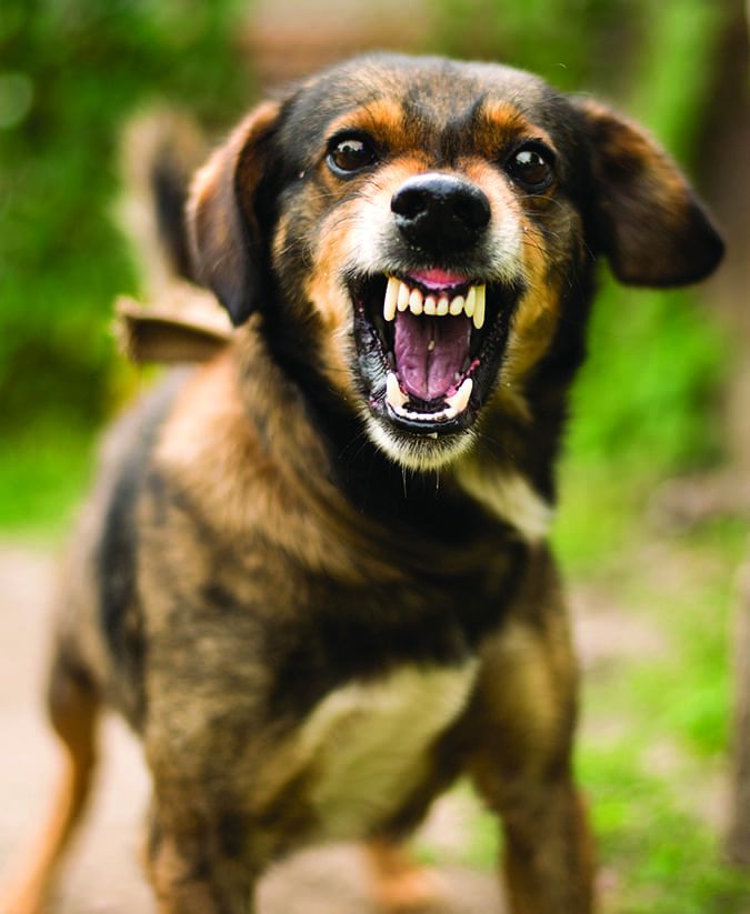 Canine Aggression