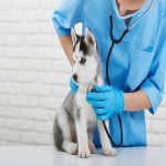 Autoimmune Diseases In Dogs