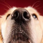 Dogs Nose