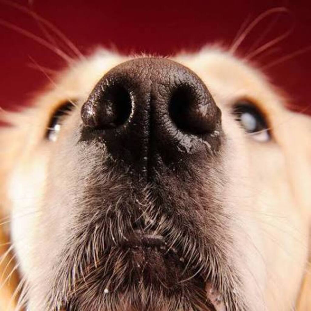 Dogs Nose