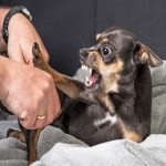 Canine Aggression In Dogs: A Perfect Guide Canine Aggression