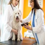 veterinarians-shaving-part-hair-preparing-maltese-dog-sick-intervention-58421395_1024x1024
