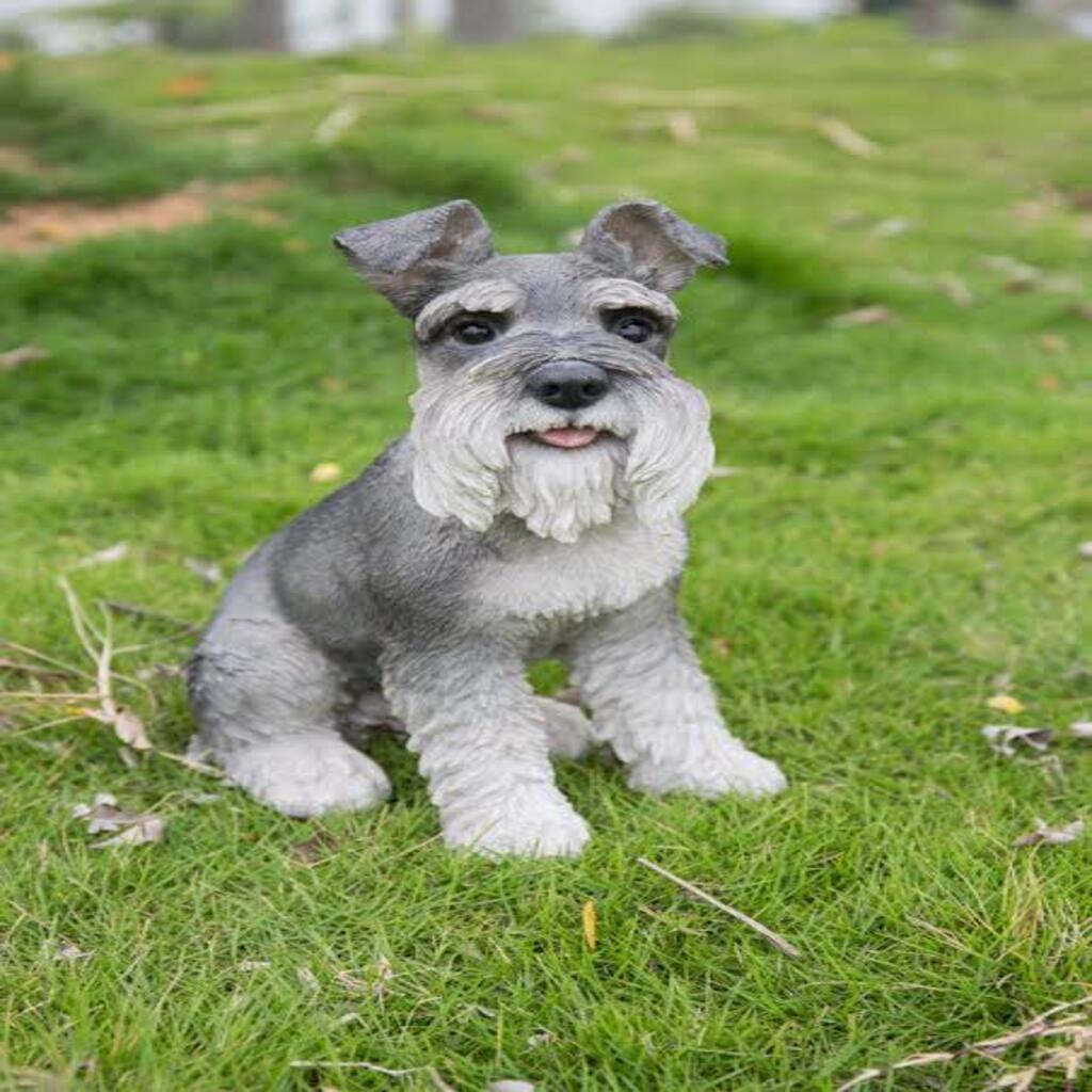 Miniature Schnauzer