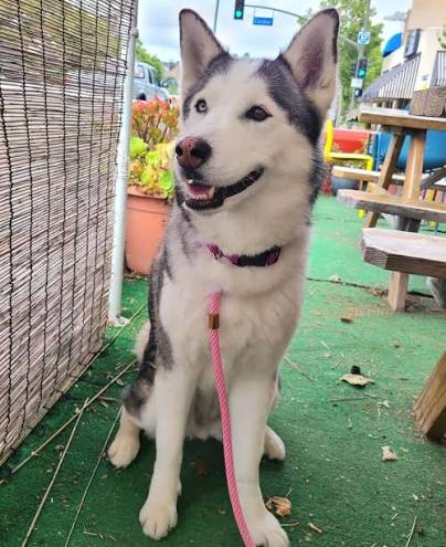 Sassy In Suburbia For Dog