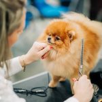 A grooming primer: A Perfect Guide grooming primer