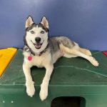 Sassy In Suburbia For Dog