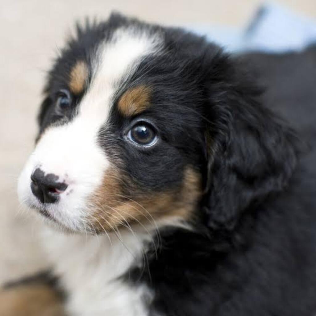 Common Puppy Problems