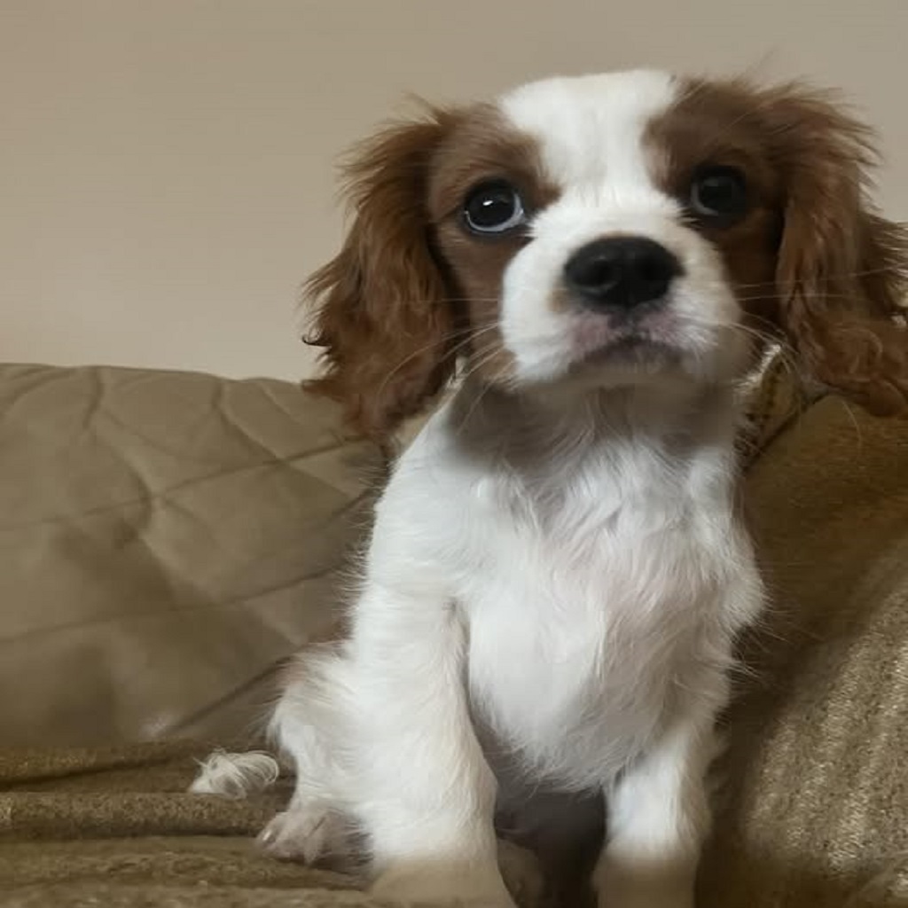 Puppies Really Can Learn