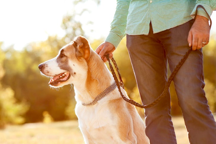 Canine Common Courtesy