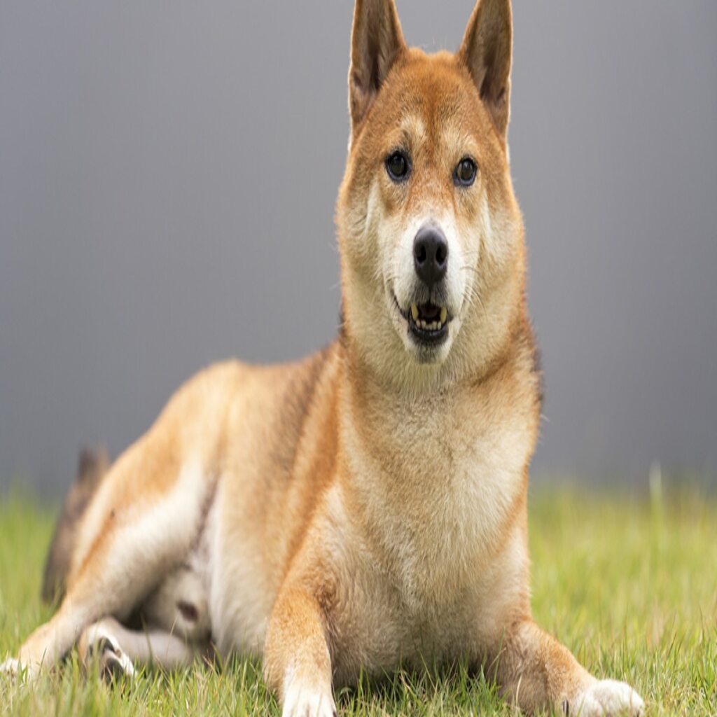 Canaan Dog