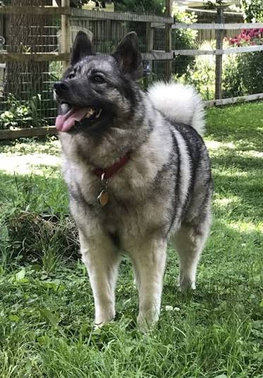 Norwegian Elkhound