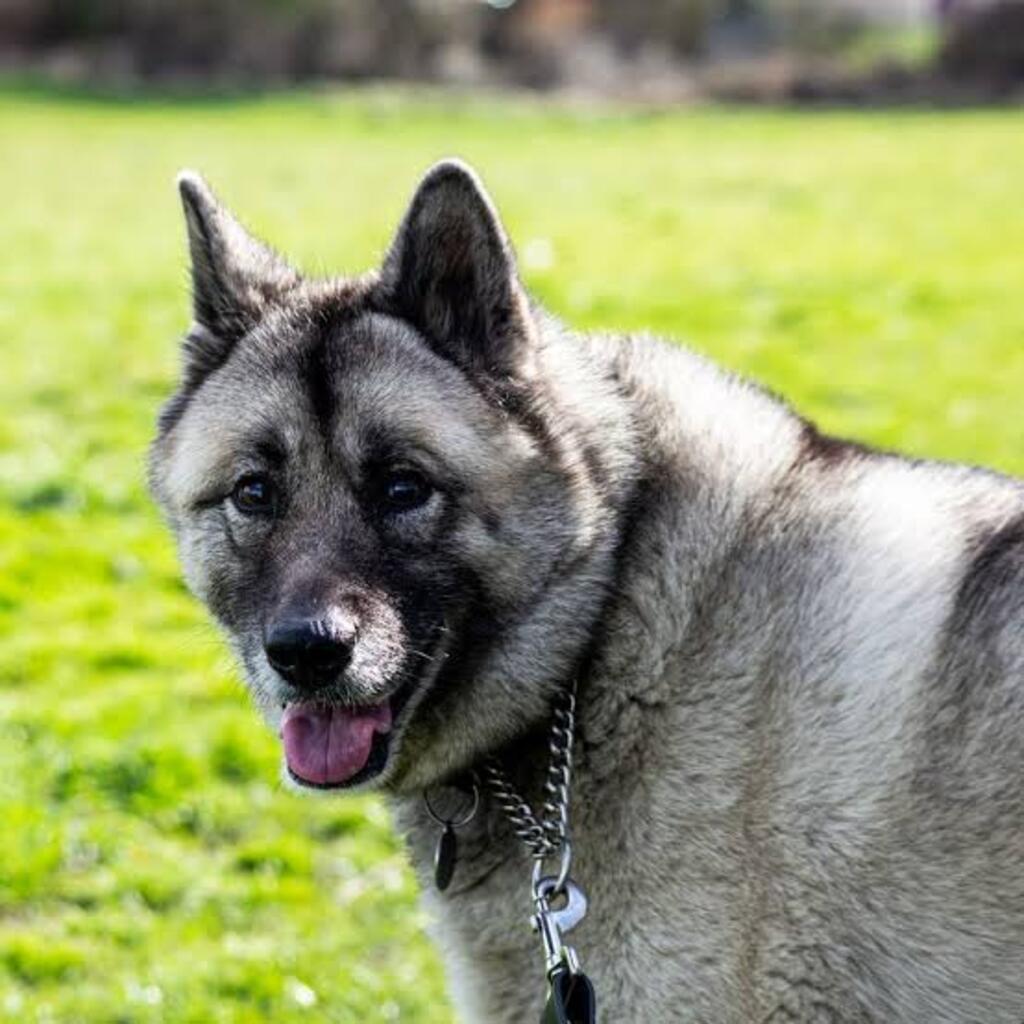 A search and rescue Norwegian Elkhound? Grace under Water