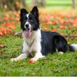 Border Collies
