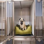 Choosing a kennel or sitter