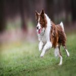 high prey drive dog