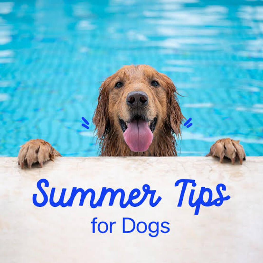 Ultimate Summertime Tips to Keep Your Pets Safe and Healthy
