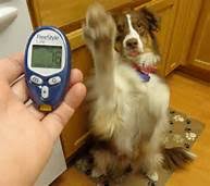 Canine Diabetes