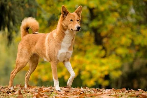 Canaan Dog