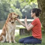 Obedience Tips From The Pros: A Perfect Guide Obedience tips from the pros