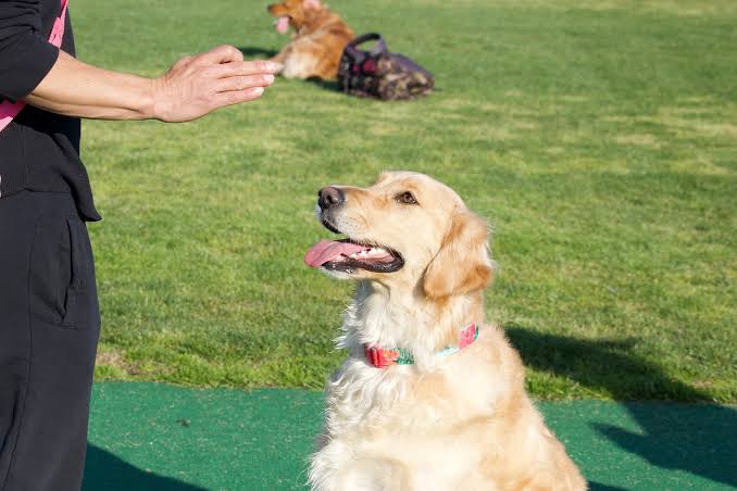 Obedience tips from the pros