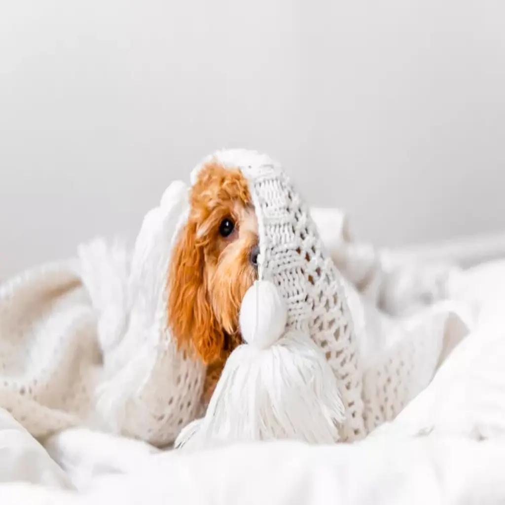 The First Six Months Of A puppy: A Perfect Guide