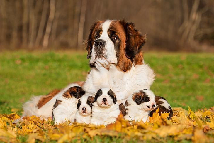 Successful Dog Breeding
