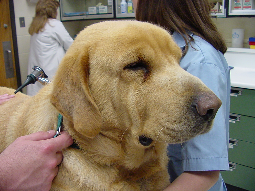 Canine thyroid disease