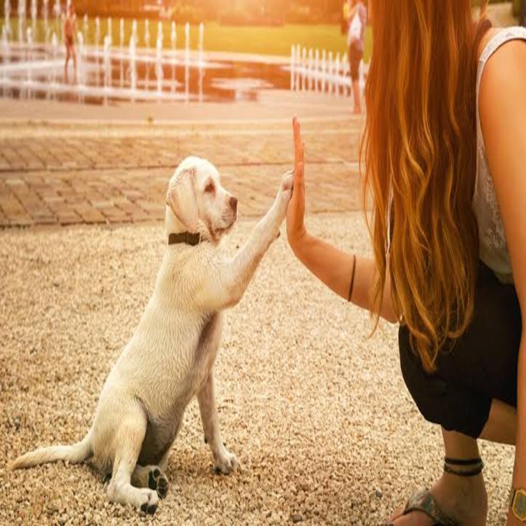 How to socialize your puppy: A Perfect Guide