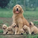 Successful Dog Breeding