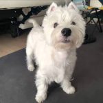 Creative Rehoming of Dogs