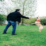 Play Training Your Dog: A Perfect Guide Play Training Your Dog