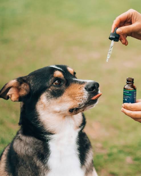 Alternative diets and holistic treatments