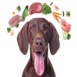 Nutrient Requirement of Dogs