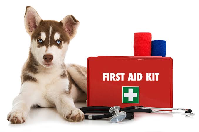 First Aid for Dogs