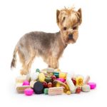 A Perfect Guide Drugs and Medications for your Dog Drugs and Medications for your Dog