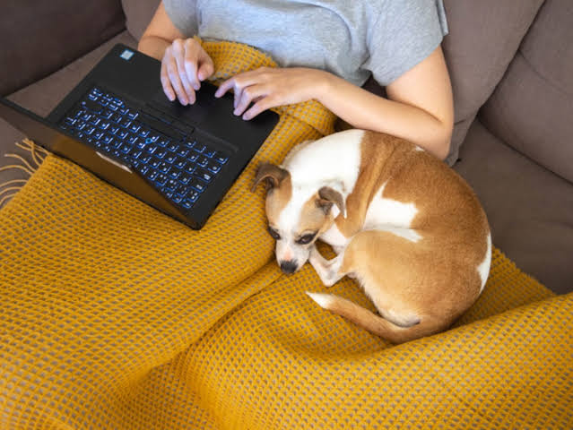 A dog owners guide to the Internet