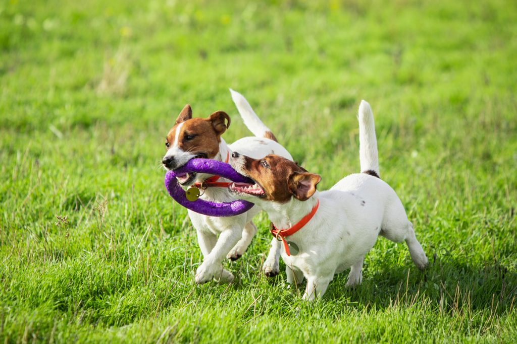 Canine Playtime for Dogs