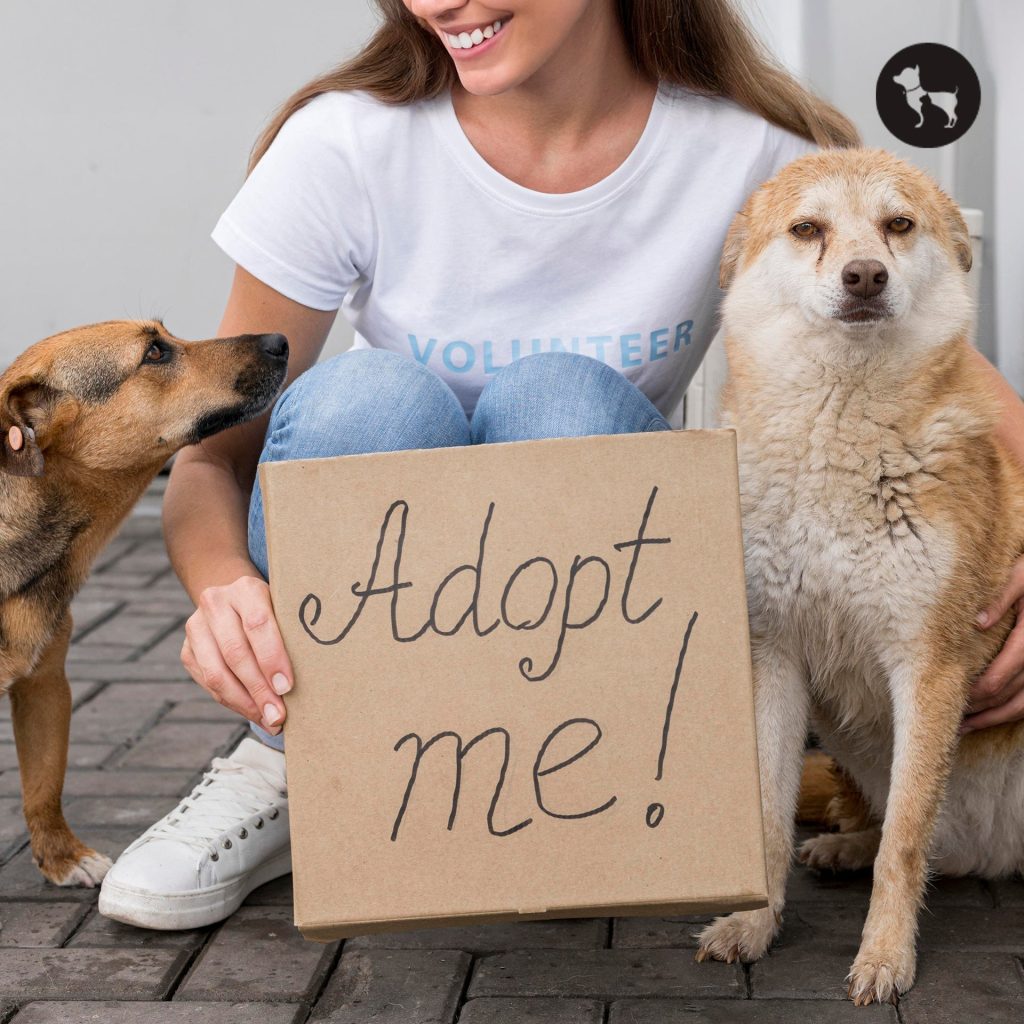 Dog Adoption