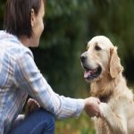 Canine communications in Dogs