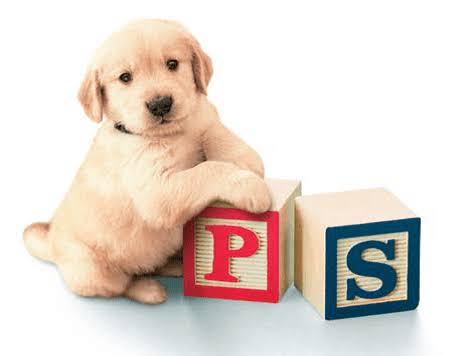 Puppy Preschool